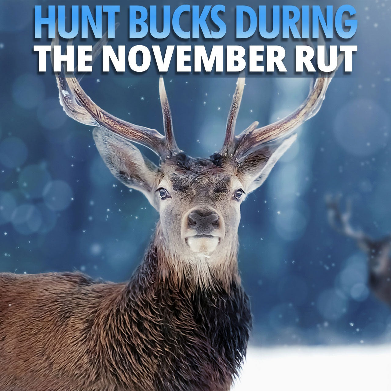 Hunt Bucks During The November Rut
