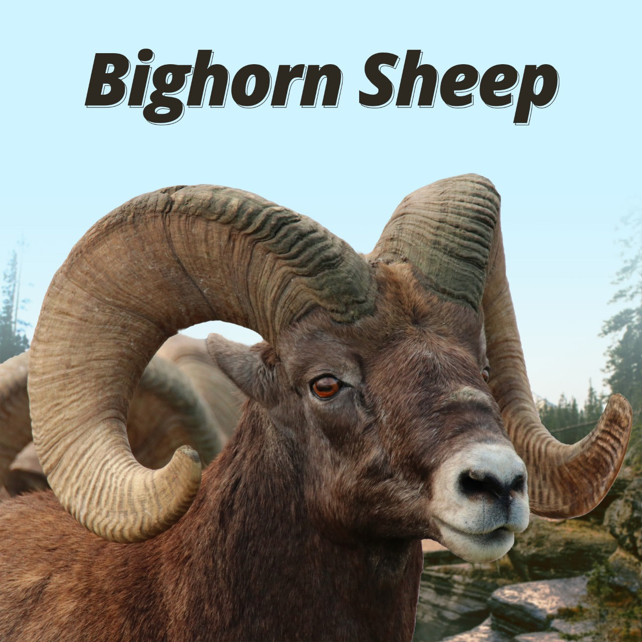 BigHorn Sheep
