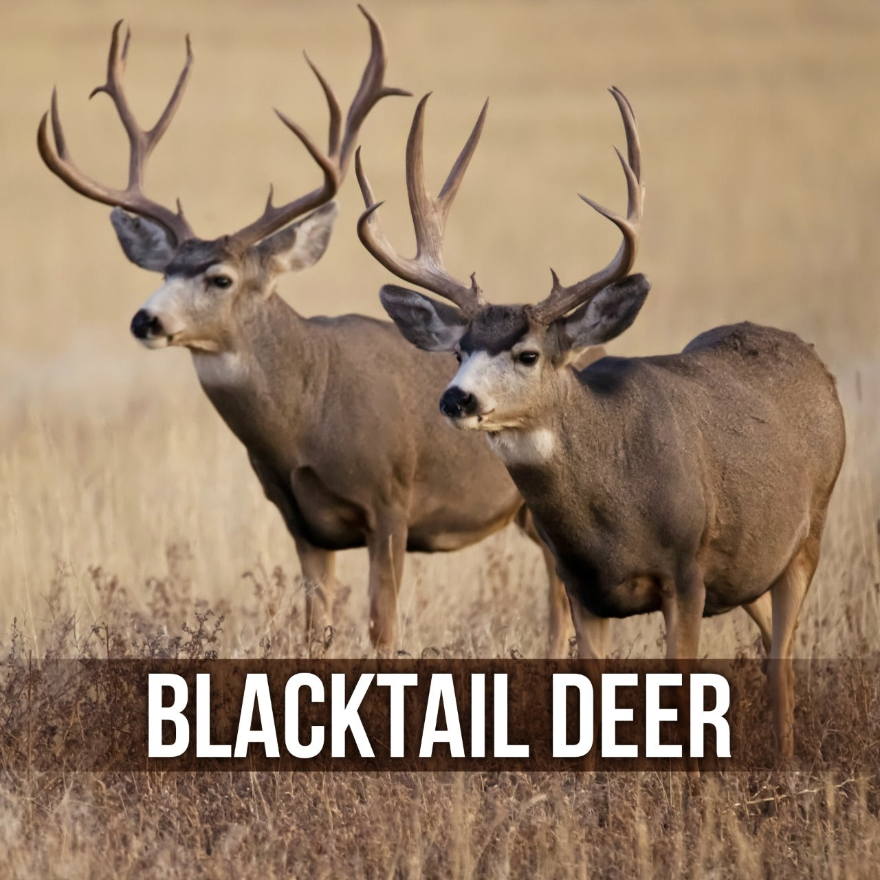 BLACKTAIL DEER - Lelex Shop