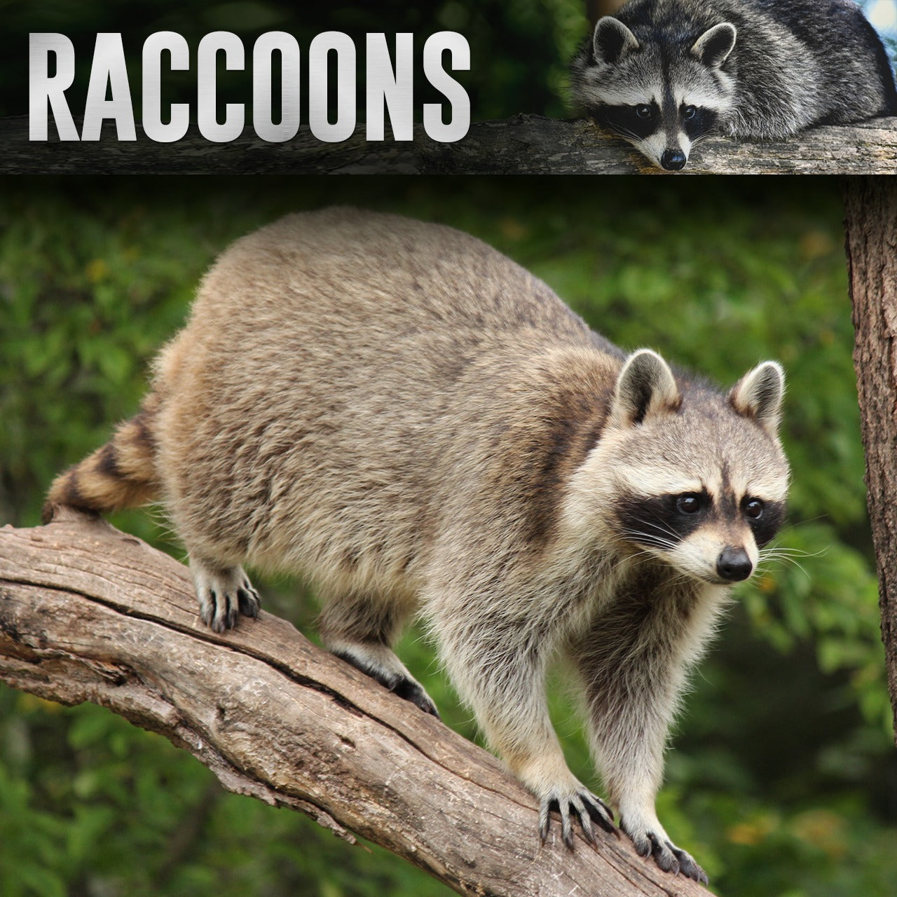 Raccoon-The Ringtail Mammal