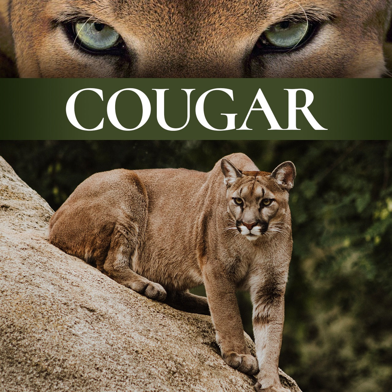 The Challenging Big Game-Cougar