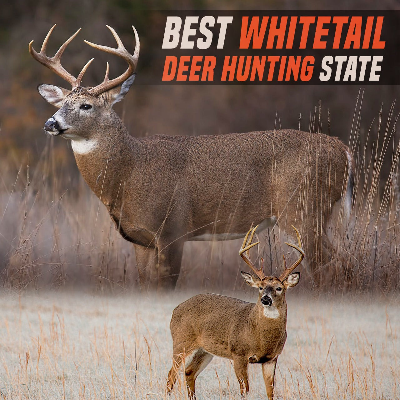 Best Whitetail Deer Hunting States