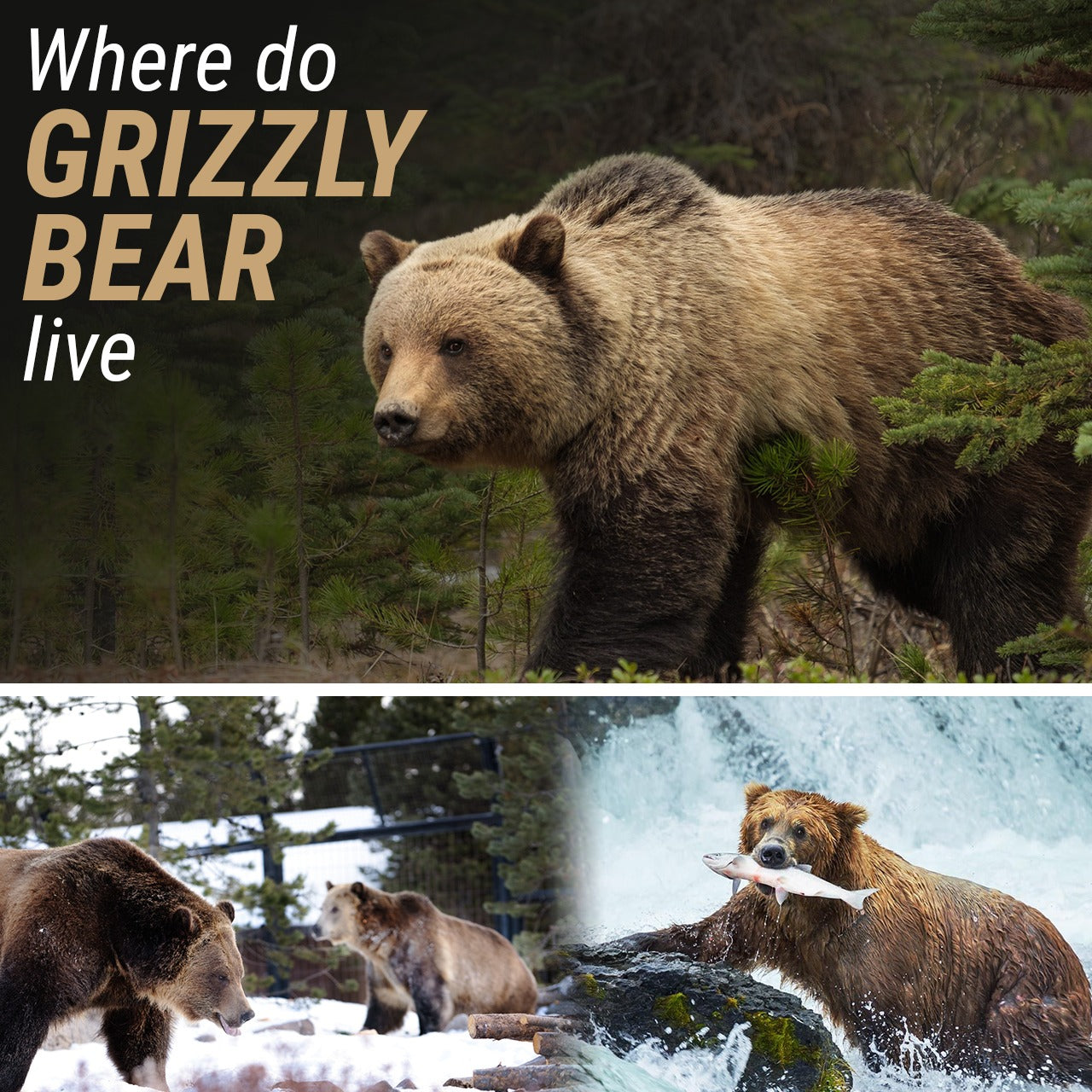 Where Do Grizzly Bear Live!