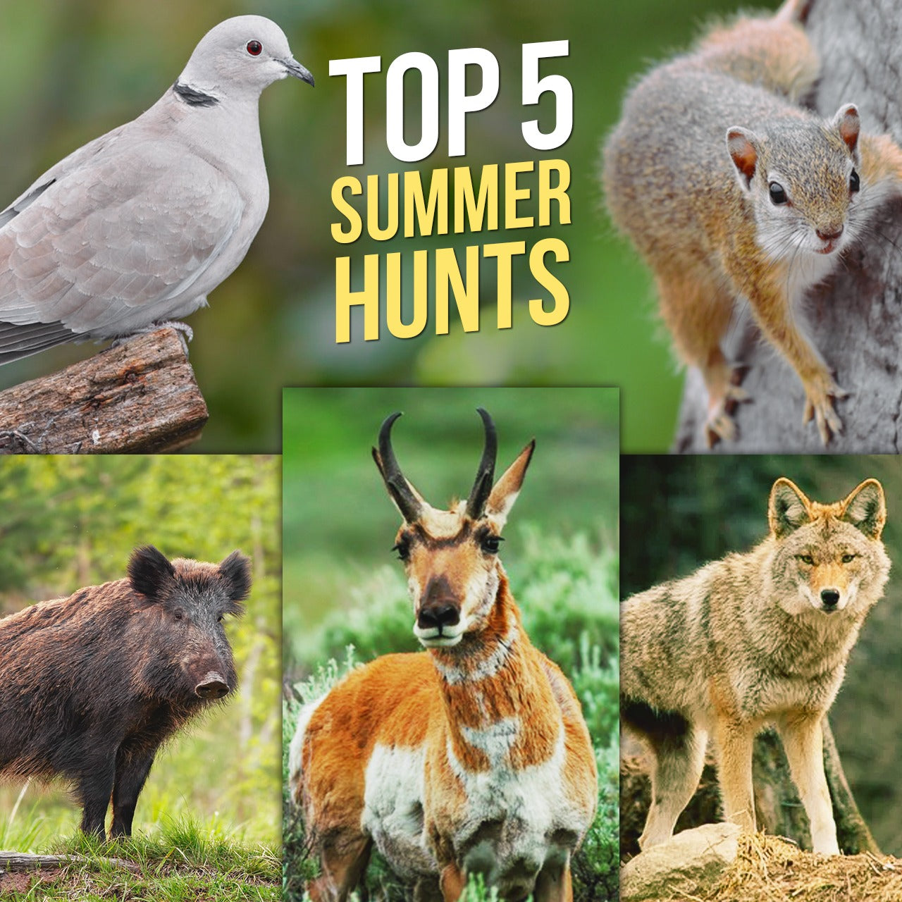 Top 5 Summer Hunts
