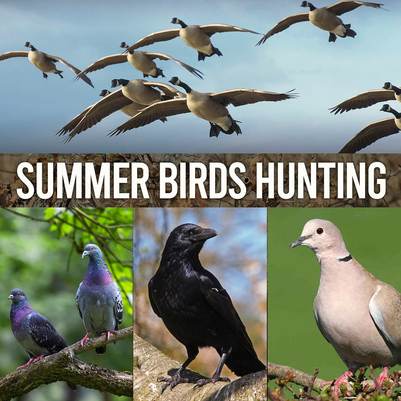 Summer Birds Hunting