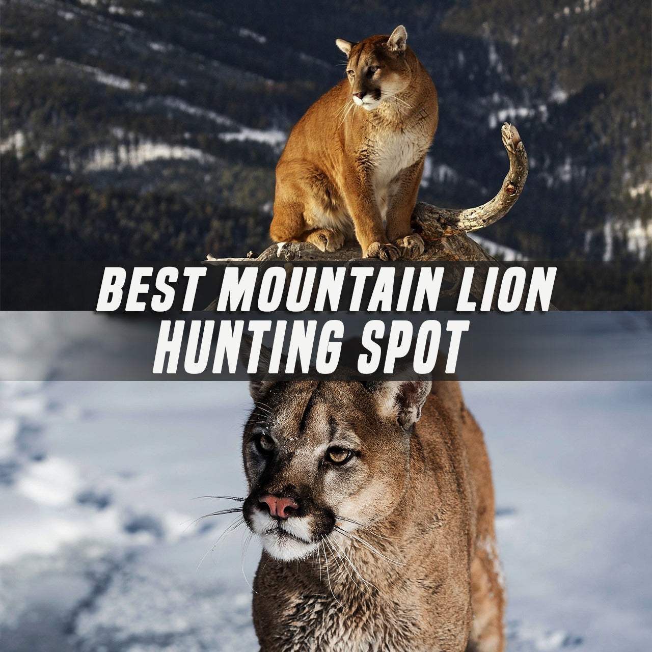 Best Mountain Lion Hunting States
