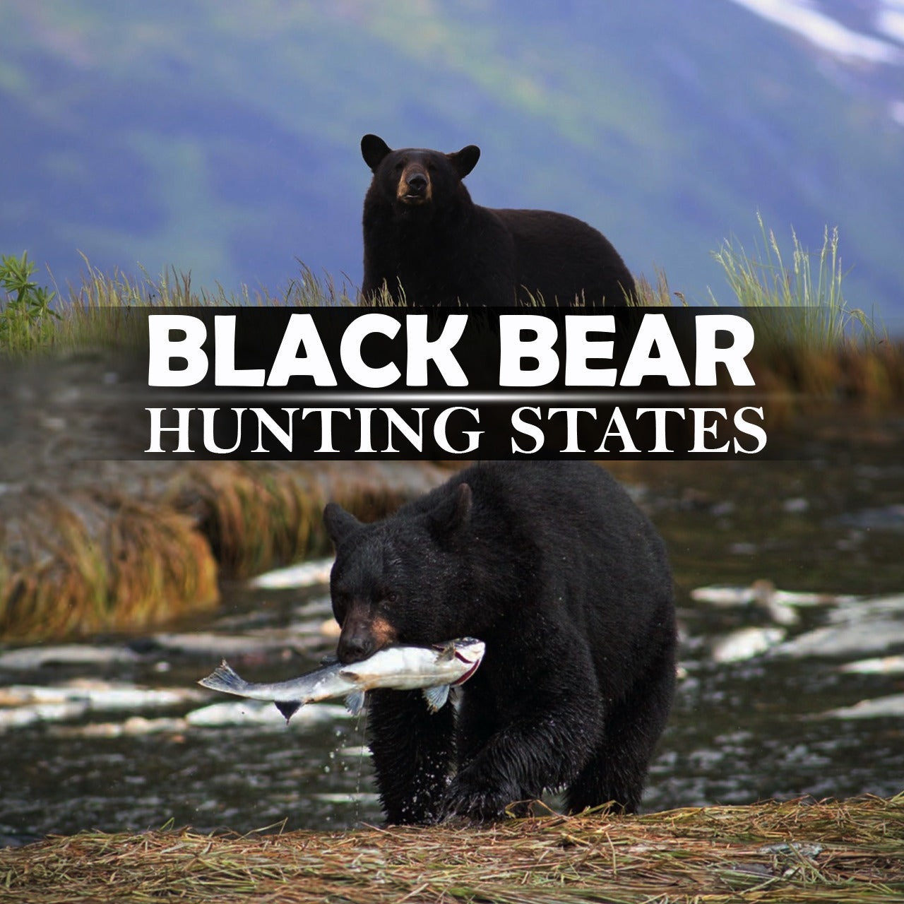 Top 5 Black Bear Hunting States