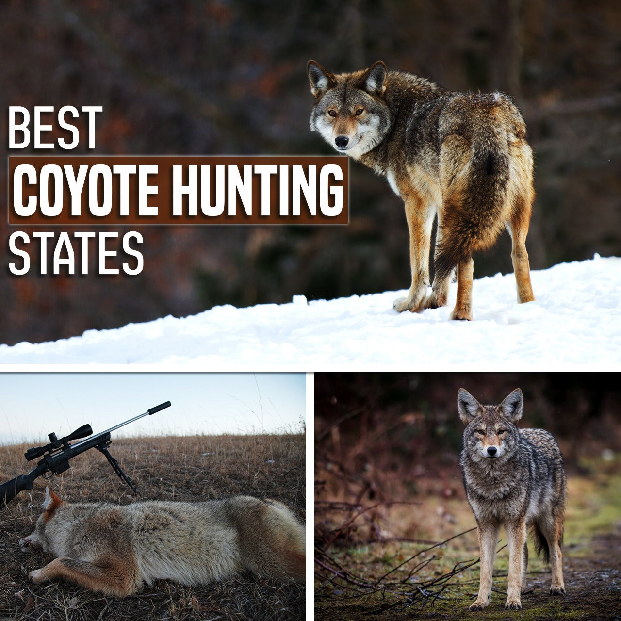 Best Coyote Hunting States
