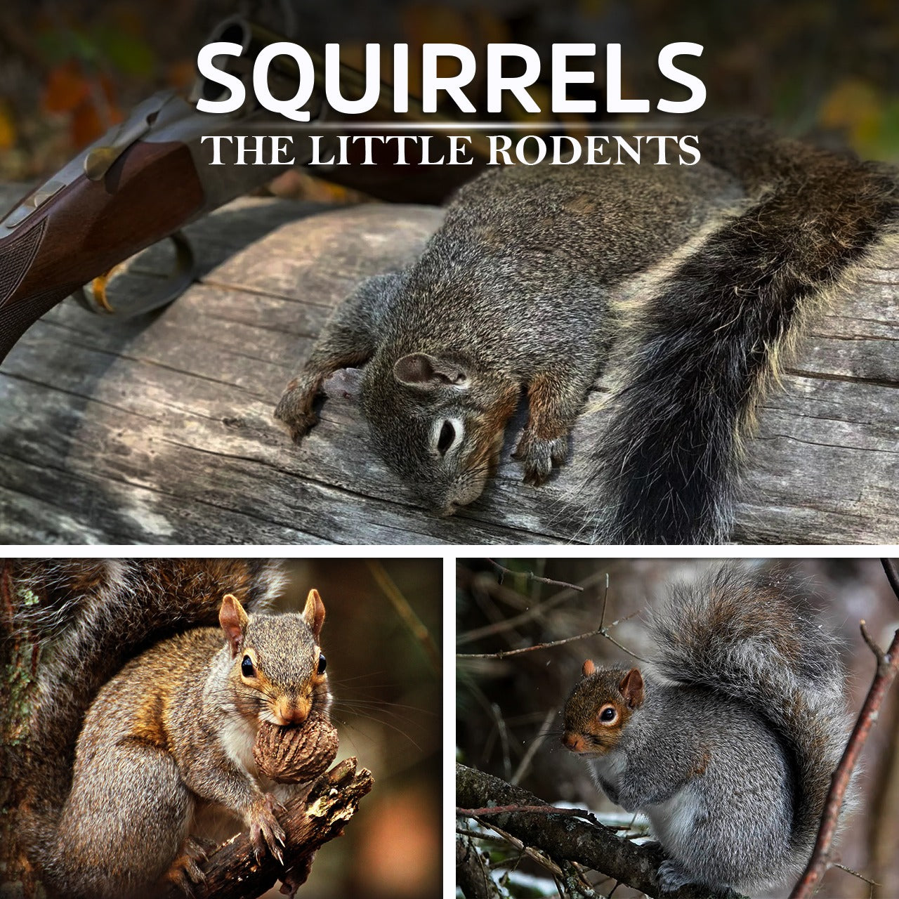 Squirrels-The little Rodents