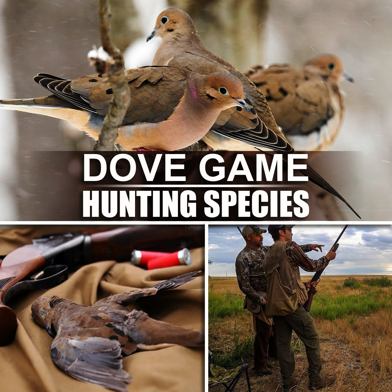 Dove Game Hunting Species