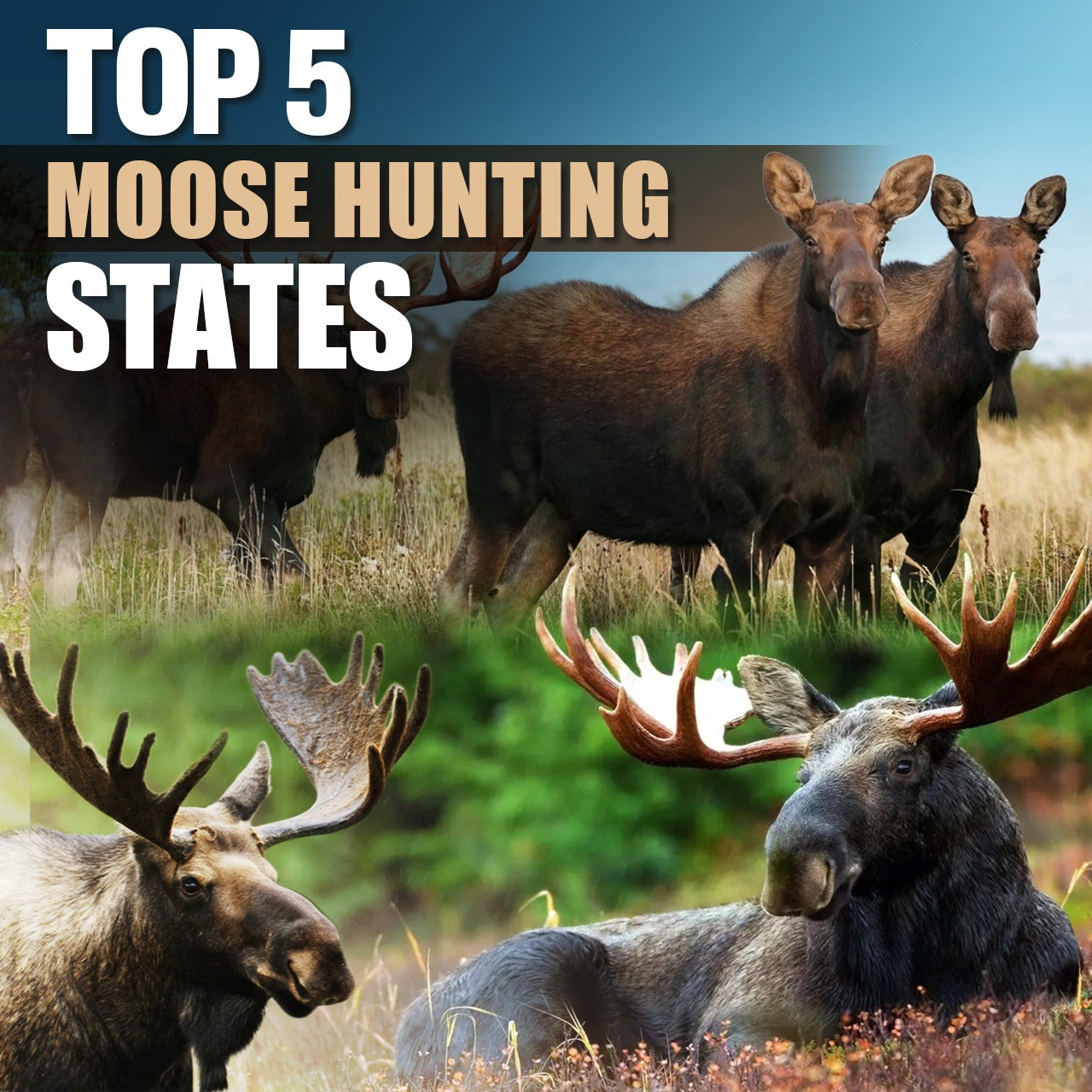 Top 5 Moose Hunting States