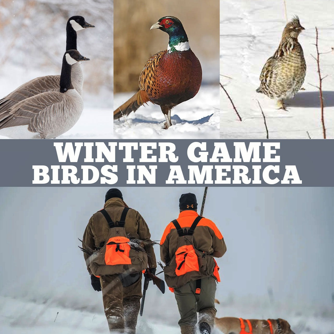 Winter Game Birds in America