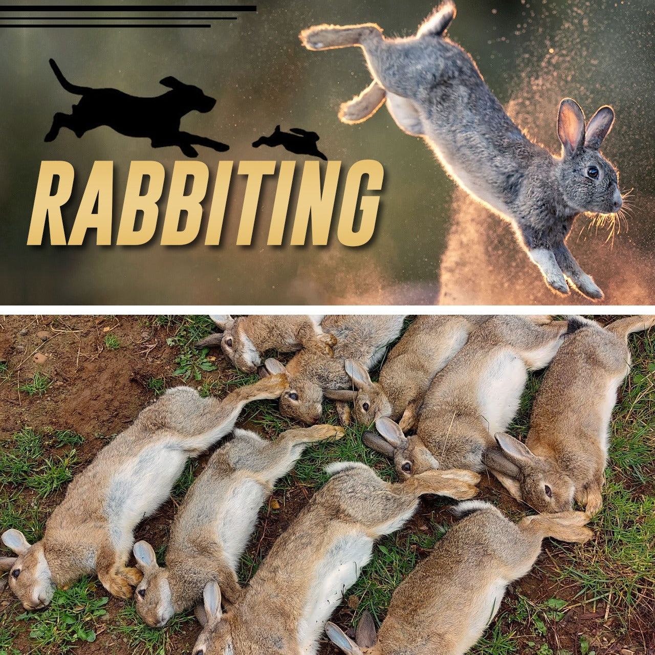Rabbiting