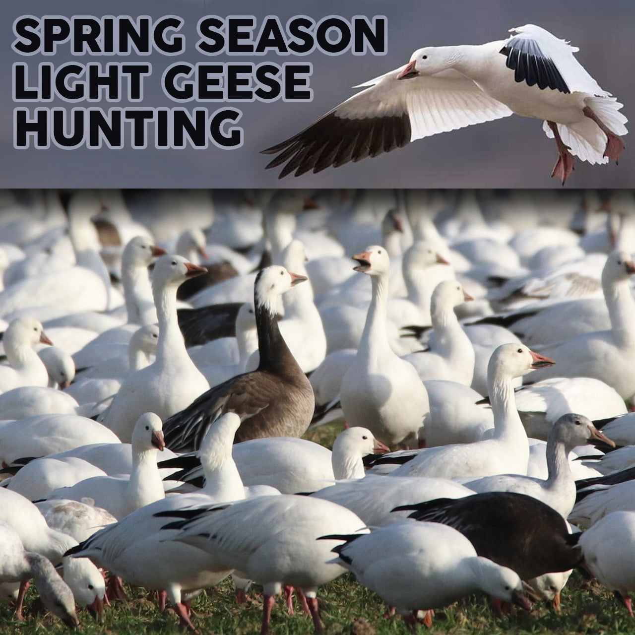 Spring Season Light Geese Hunting