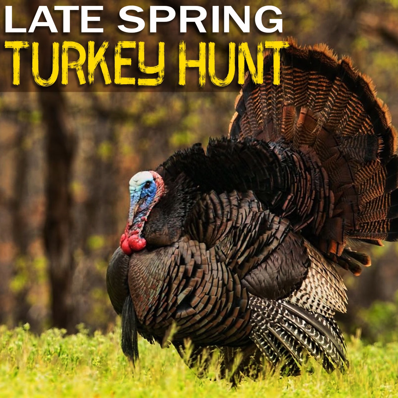 Late Spring Turkey Hunt