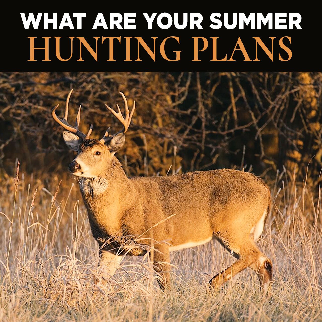 What Are Your Summer Hunting Plans?