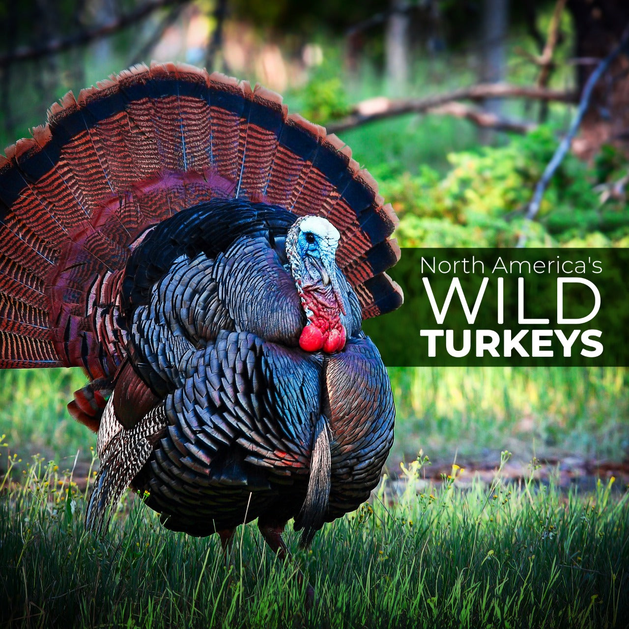 Get Ready for the Turkey Hunting Adventure!